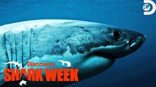 Heart-Pounding Moments from Shark Week 2023 Part 2  Shark Week  Discovery