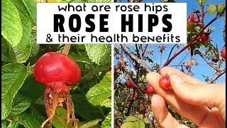 WHAT ARE ROSE HIPS + ROSE HIP HEALTH BENEFITS by someone who actually picks them in real life