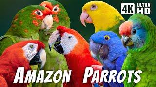 AMAZON PARROTS  COLORFUL BIRDS  BEAUTIFUL NATURE  BIRDS SOUNDS  RELAXING NATURE  CUTE BIRDS