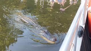 Louisiana swap tour feeding an alligator - cajun tours