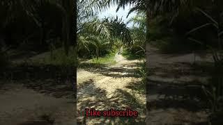 OFF ROAD hiluk gagal nanjak jalan licin berlumut habis hujan lurr...