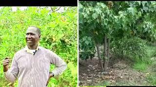 FARM TOUR How to grow cashewnuts and  earn big as you intercrop to maximize  production - 2023