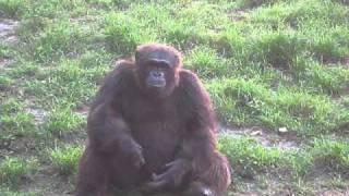 chimpanzee in Kolkata Alipore Zoo