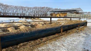 Feeding sheep using feed bunks