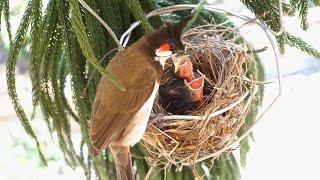 Father and Mother Bird feeding baby birds