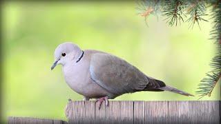 Eurasian Collared-Dove Streptopelia decaocto