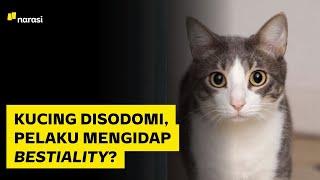 Penambal Ban Diduga Sodomi dan Siksa Kucing. Kenali Kelainan Sex Bestiality  Narasi Daily