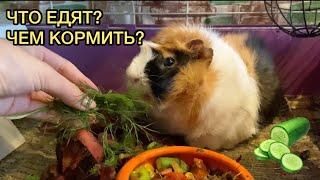 РАЦИОН МОРСКИХ СВИНОК. ЧЕМ ПИТАЮТСЯ МОРСКИЕ СВИНКИ?