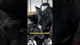 How Humanity Treats Mother Cows