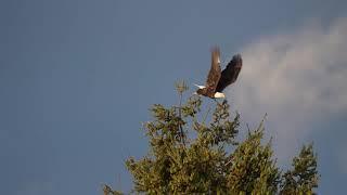 Bald eagle grabbing fish from Big Creek Harbor Washington 14-speed slow motion 12 May 2022