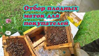 ОТБОР ПЛОДНЫХ МАТОК ИЗ НУКЛЕУСОВ ДЛЯ ПОКУПАТЕЛЕЙ