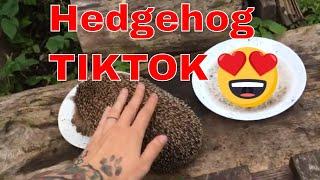 THREE hedgehogs eating - TIKTOK