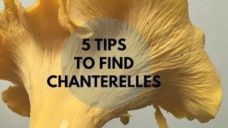 5 Tips to Find Chanterelles