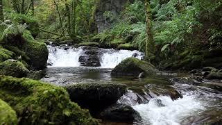 1 Hour of a Relaxing Forest Waterfall WO Birdsong - Calm Nature Sounds for Sleeping & Meditation