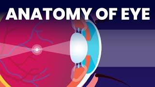 Inside Your Eyes  Eye Anatomy