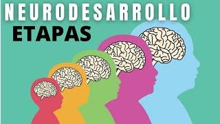 Cuáles son las Etapas del Neurodesarrollo?