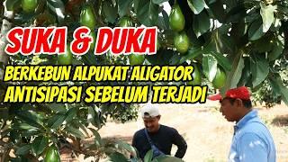 Sedihnya Pemilik Kebun Alpukat Aligator Jika Ada Pohon Yang Seperti Ini