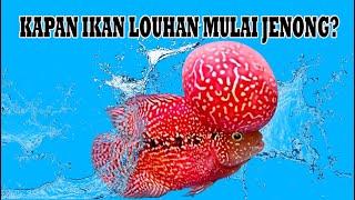 KAPAN IKAN LOUHAN MULAI JENONG?