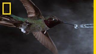 See Hummingbirds Fly Shake Drink in Amazing Slow Motion  National Geographic