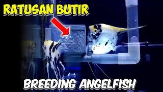 Ikan Manfish Bertelur Di Aquarium l Breeding Angelfish