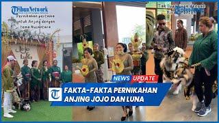 Fakta-Fakta Pernikahan Mewah Viral Anjing Jojo dan Luna Milik Crazy Rich PIK