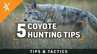 HOW to HUNT COYOTES  5 COYOTE HUNTING TIPS