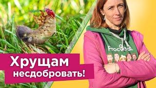 ХРУЩИ ИСЧЕЗНУТ С УЧАСТКА Как избавиться от личинок майского жука надолго? Все действенные способы