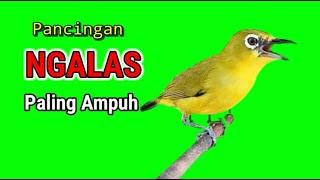 Pleci Buka Paruh Pancingan Pleci Ngalas Paling Ampuh