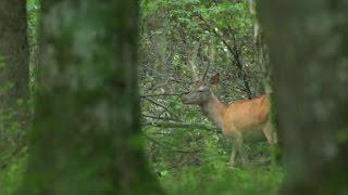 Europes last primeval forest in danger