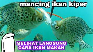 mancing ikan kiper di laut. ternyata begini cara makan ikan baronang dan ikan kiper dalam air.