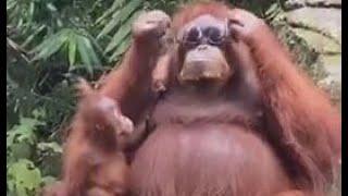 Ziyaretçinin düşürdüğü güneş gözlüğünü deneyen komik orangutan