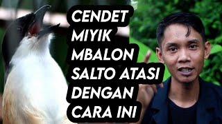 Burung CENDET Miyikmbalonsalto Atasi dengan cara ini Versi AinaBirdFarm