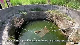 Leopard rescue from a well during lockdown  Wildlife Rescue India  RESQ Charitable Trust