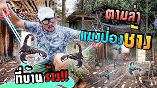 ตามหา แมงป่องช้าง เอามาเลี้ยง..  hunt down scorpions.