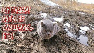 Кот ждал смерти в грязи и не мог идти  от боли в лапах он плакал Saving a stray cat