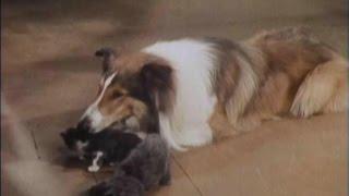 Lassie - Episode #440 - The Eighth Life of Henry IV Season 13 Ep. 23  - 3051967