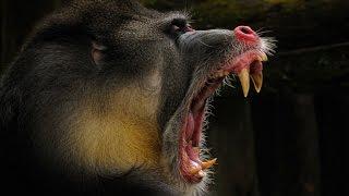 Mandrill