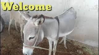 Super Male Murrah Horse Mating First Time With Female Horse  New full HD video 2020 Part 3