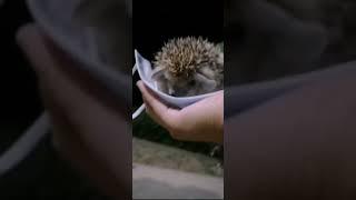 Cute Hedgehog Released back to their home #karthikkumar #china #shorts #hedgehog