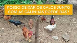 POSSO DEIXAR OS GALOS JUNTO COM AS GALINHAS POEDEIRAS