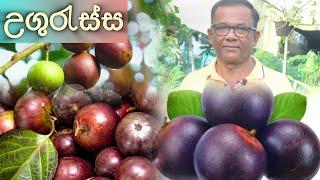 උගුරැස්ස ගස් වල ගෙඩි නැද්ද?  uguressa  Ceylon Agri Episode 408