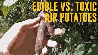 Identifying Edible Yams In The Wild Air Potatoes vs. Winged Yams