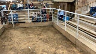 EASTER HORSE SALE 4-8-2023