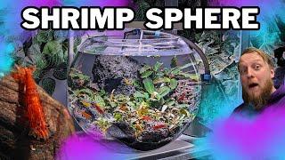 How to create an Aquascape bowl for Colourful shrimp