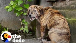 Stray Puppy Gets Rescued And Cant Stop Jumping For Joy  The Dodo