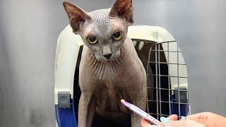 Hairless Kitties Take A Bath  Cute Sphynx Cats