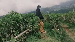 Video Kebudayaan Permata Sakti 2020 -  “Video Sejarah Perkebunan Teh Kemuning”