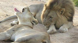 Lion Animal Porn- Mating Lions