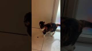 Cute cat#shortsfeed#viralvideo#youtubeshorts