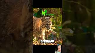 sabar dan tekun #hewan #faktaunik #animals #kucing #fakta #facts #kucinglucu #tiktok #shorts